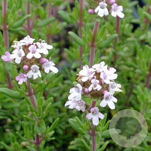 Thymus v. 'Compactus' GM P9