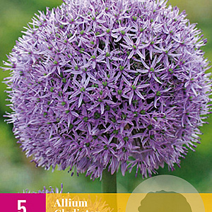 Allium 'Gladiator' GM P13