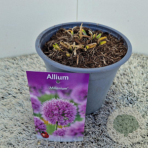 Allium 'Millenium' GM 1.5