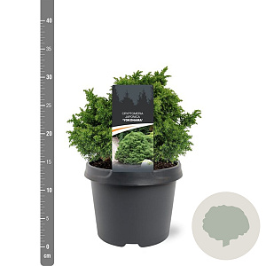Cryptomeria j. 'Yokohama' 20-25 cm 3,0L