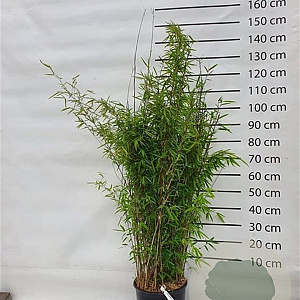 Fargesia nitida 'Volcano' 125-150 cm 15L
