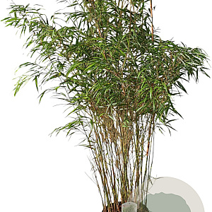 Fargesia scabrida 'Asian Wonder' 150-175 cm 15L