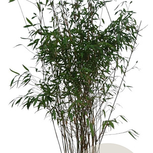 Fargesia 'Winter Joy' 125-150 cm 15L