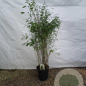 Fargesia 'Winter Joy' 125-150 cm 15L