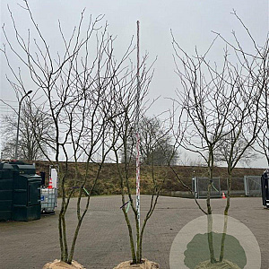 Gleditsia triac. 'Sunburst' 300-350 cm draadkluit meerstammig