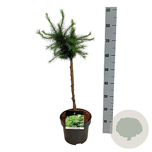 Larix decidua 'Little Bogle' 40 cm stam 5,0L