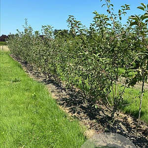 Malus 'Evereste' 175-200 cm draadkluit meerstammig