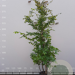 Parrotia persica 175-200 cm draadkluit meerstammig