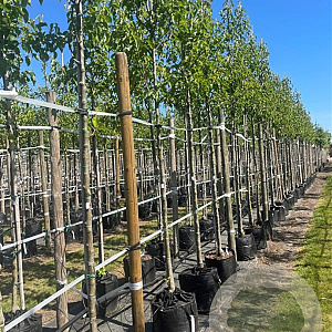 Pyrus calleryana 'Chanticleer' 12-14 HO container