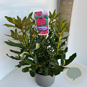 Rhododendron 'Nova Zembla' 30-40 cm 5,0L