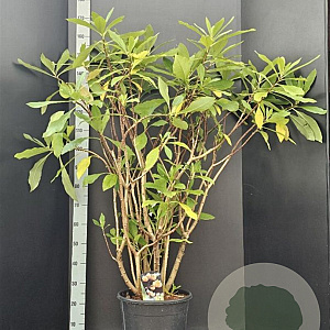 Edgeworthia chrys. 'Grandiflora' 100-125 cm 20L