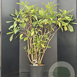 Edgeworthia chrys. 'Grandiflora' 100-125 cm 20L