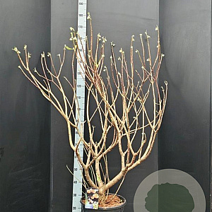 Edgeworthia chrys. 'Grandiflora' 100-125 cm 20L