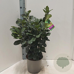 Prunus l. Etna 50-60 cm 5,0L