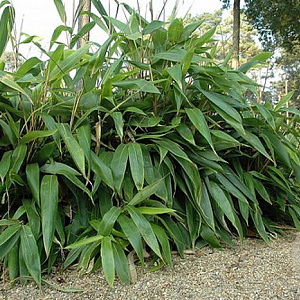 Indocalamus tessellatus 20-30 cm 2,0L