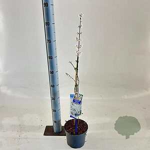 Abeliophyllum distichum 50-60 cm 2,0L met stok