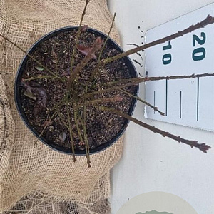 Euonymus alat. 'Compactus' 30-40 cm 7,5L