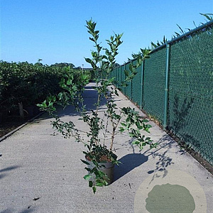 Euonymus europaeus 100-125 cm 10L