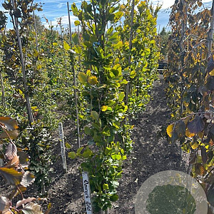 Fagus syl. 'Dawyck Gold' 175-200 cm met kluit