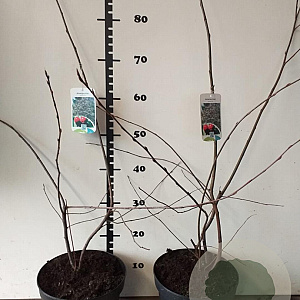 Amelanchier lamarckii 60-80 cm 5,0L