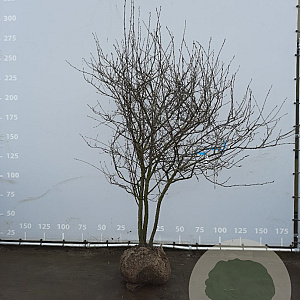 Amelanchier lamarckii 200-250 cm draadkluit