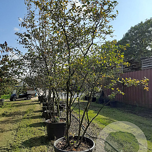 Amelanchier lamarckii 300-350 cm draadkluit meerstammig