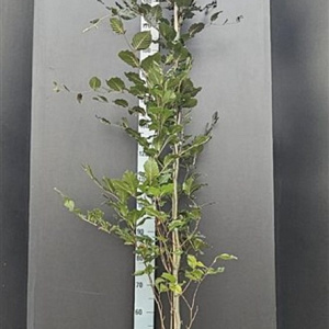 Fagus syl. 'Dawyck Purple' 175-200 cm 12L