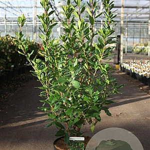 Arbutus unedo 60-80 cm 10L