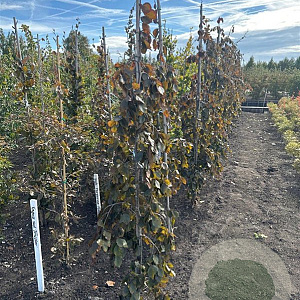 Fagus syl. 'Purple Fountain' 150-175 cm met kluit