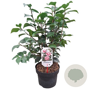 Camellia j. 'Bonomiana' 60-80 cm 5,0L