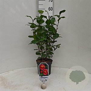 Camellia j. 'Dr King' 40-50 cm 3,0L