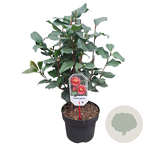 Camellia j. 'Dr King' 60-80 cm 5,0L