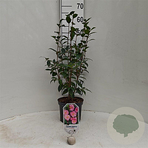 Camellia 'Spring Festival' 40-50 cm 3,0L