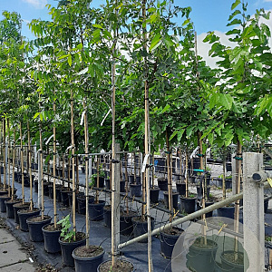 Carya illinoin. 'Pawnee' 6-8 HO container