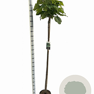 Catalpa bignonioides 'Nana' 180 cm stam 12L