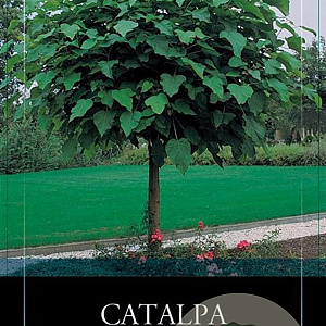 Catalpa bignonioides 'Nana' 180 cm stam 12L