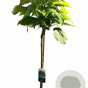 Catalpa bignonioides 'Nana' 180 cm stam 12L