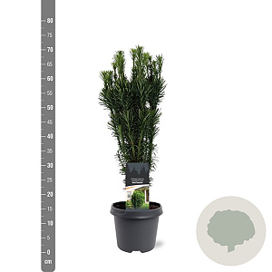 Cephalotaxus h. 'Fastigiata' 50-60 cm 3,0L