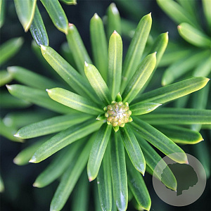Cephalotaxus h. 'Fastigiata' 50-60 cm 3,0L