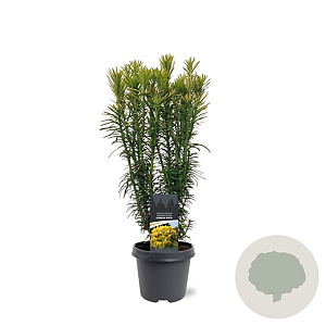 Cephalotaxus h. 'Korean Gold' 40-50 cm 5,0L