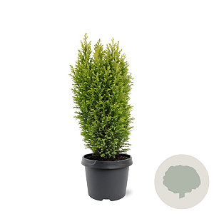 Chamaecyparis l. 'Ellw. Gold' 30-40 cm 3,0L