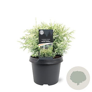 Chamaecyparis l. 'Pearly Swirls' 25-30 cm 3,5L