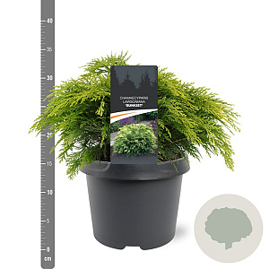 Chamaecyparis l. 'Sunkist' 25-30 cm 3,5L