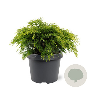 Chamaecyparis l. 'Sunkist' 25-30 cm 3,5L