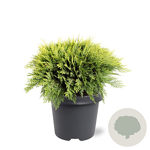 Chamaecyparis l. 'Sunkist' 30-40 cm 5,0L