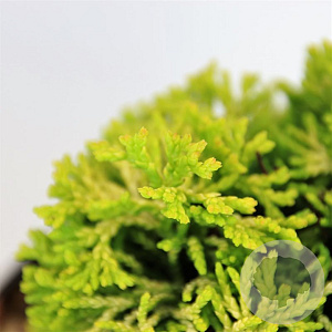 Chamaecyparis o. 'Butterball' 15-20 cm 3,0L