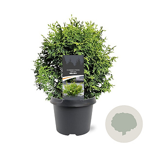 Chamaecyparis o. 'Melody' 20-25 cm 3,0L