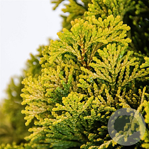 Chamaecyparis o. 'Nana Aurea' 20-25 cm 3,0L