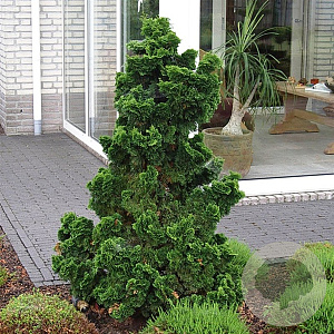 Chamaecyparis o. 'Nana Gracilis' 25-30 cm 5,0L