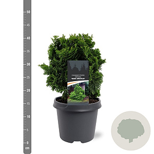 Chamaecyparis o. 'Nana Gracilis' 25-30 cm 5,0L